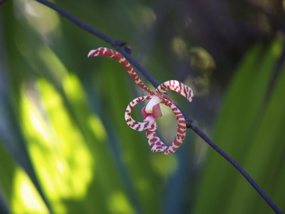  Orchidée (Montebello, 29 mars 2006)