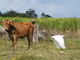  Vache et héron garde-boeuf (les Grands Fonds, 19 mars 2006)