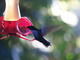  Colibri butinant (Parc des Mamelles, route de la Traversée, 20 mars 2006)