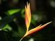  Fleur d’oiseau de paradis (Parc des Mamelles, route de la Traversée, 20 mars 2006)