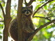  Racoon au parc des Mamelles (Route de la Traversée, 20 mars 2006)