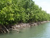  Les palétuviers rouges et leurs racines marines (Mangrove de Vieux-Bourg, 27 mars 2006)