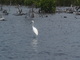  Héron dans la mangrove (Mangrove de Petit-Canal, 27 mars 2006)