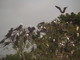  Squatt d’oiseaux sur les palétuviers (Mangrove de Petit-Canal, 27 mars 2006)