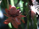  Rose porcelaine (Montebello, 29 mars 2006)