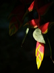  Fleur de balisier (Montebello, 29 mars 2006)