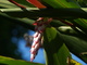  Alpinia speciosa (Montebello, 29 mars 2006)