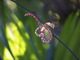  Orchidée (Montebello, 29 mars 2006)