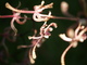 Orchidées (Montebello, 29 mars 2006)
