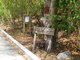  Attention, mancenillier, arbre toxique ! (Les Saintes, 30 mars 2006)