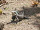  Iguane du Fort Napoléon (Les Saintes, 30 mars 2006)