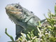  Iguane (Les Saintes, 30 mars 2006)