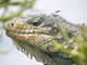  Iguane (Les Saintes, 30 mars 2006)