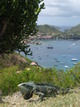  Iguane devant la baie des Saintes (30 mars 2006)