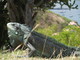  Iguane (Les Saintes, 30 mars 2006)