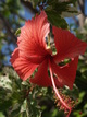  Hibiscus (Les Saintes, 30 mars 2006)