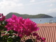 Bougainvillier (Les Saintes, 30 mars 2006)