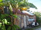  Bananier et maison de tôle (Les Saintes, 30 mars 2006)
