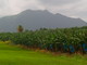  La plantation de bananes Grand Café (Capesterre, 31 mars 2006)