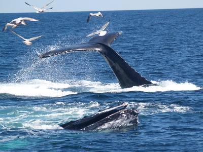  Baleines (Boston, 7 mai 2006)