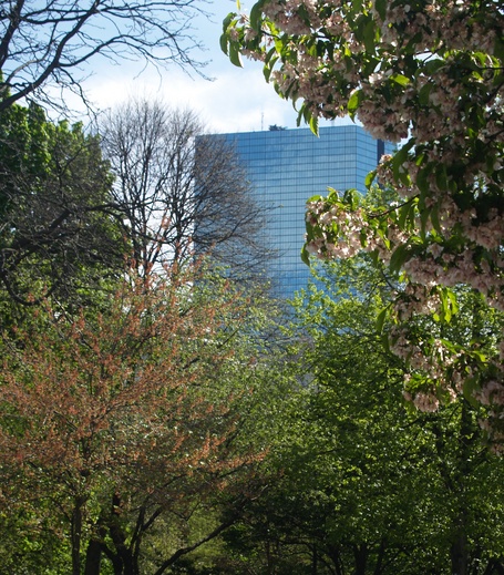  John Hanckock Tower derrière les arbres du Public Garden (Boston, 7 mai 2006)