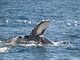  Plongeon de baleine (Boston, 7 mai 2006)