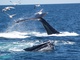  Baleines (Boston, 7 mai 2006)