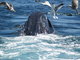  Tête de baleine (Boston, 7 mai 2006)