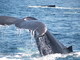  Plongeon de baleine (Boston, 7 mai 2006)