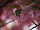  Arbre en fleur (Boston, 7 mai 2006)