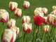  Tulipes (Boston, 7 mai 2006)