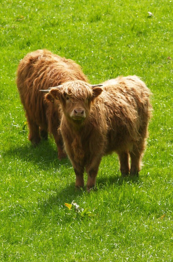  Highland Cattle à l’entrée du Glen Affric (30 mai 2006)