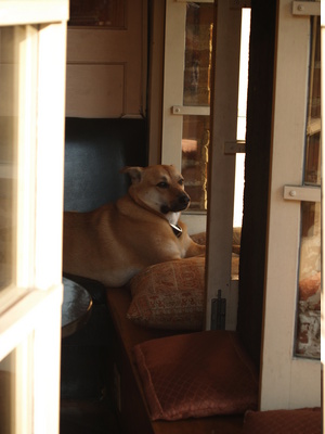  Un chien à la fenêtre d’un café (New-York City, 19 juin 2006)