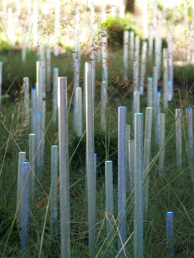  Jardin du musée du Quai Branly (20 juillet 2006)