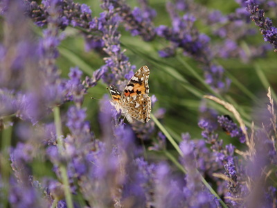  Papillon sur lavandin (21 juillet 2006)