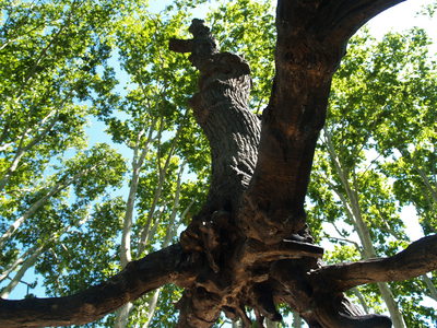  Elévation de Penone dans le jardin de la bastide du Jas de Bouffan (Aix-en-Provence, 5 août 2006)