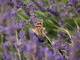  Papillon sur lavandin (21 juillet 2006)