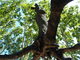  Elévation de Penone dans le jardin de la bastide du Jas de Bouffan (Aix-en-Provence, 5 août 2006)