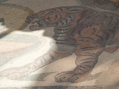  Tigre (17 octobre 2006)