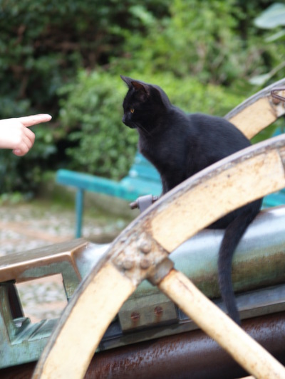  Chat (Taormine, 20 octobre 2006)