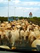  Prisonniers de la transhumance (16 octobre 2006)