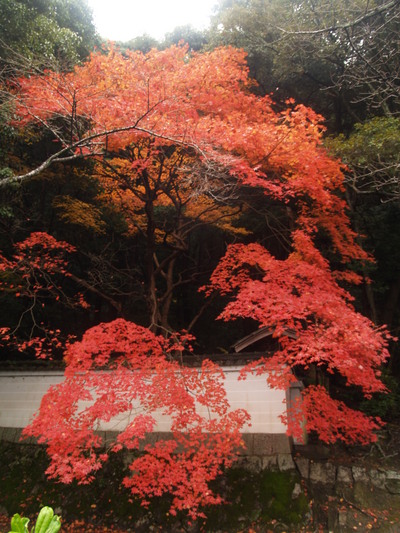  Couleurs d’automne sur le chemin du philosophe (Kyoto, 14 décembre 2006)