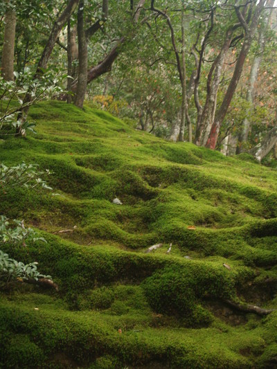  Jardin de mousse du Ryôan-ji (Kyoto, 14 décembre 2006)