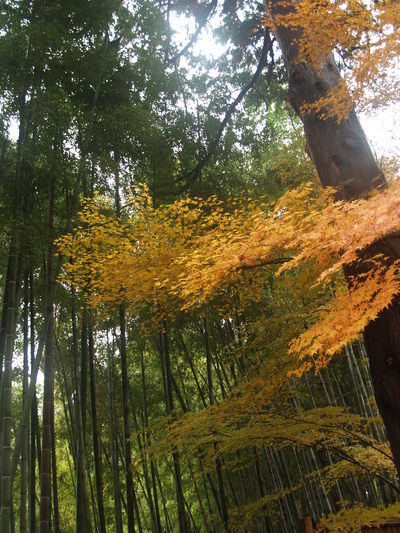  Bambouseraie (Kyoto, 14 décembre 2006)