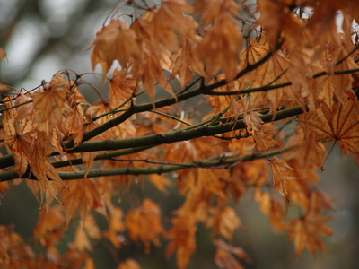  Couleurs d’automne (Kyoto, 14 décembre 2006)