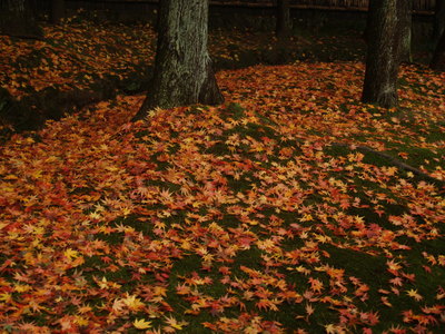  Couleurs d’automne (Kyoto, 14 décembre 2006)