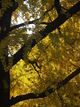  Couleurs d’automne dans le jardin du palais impérial (Tokyo, 3 décembre 2006)