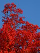  Couleurs d’automne dans le jardin du palais impérial (Tokyo, 3 décembre 2006)