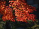  Couleurs d’automne dans le jardin du palais impérial (Tokyo, 3 décembre 2006)