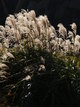  Dans le jardin du palais impérial (Tokyo, 3 décembre 2006)